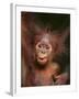 Orangutan and Baby-null-Framed Photographic Print