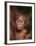 Orangutan and Baby-null-Framed Photographic Print