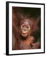 Orangutan and Baby-null-Framed Photographic Print