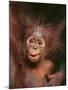 Orangutan and Baby-null-Mounted Photographic Print