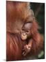 Orangutan and Baby-null-Mounted Photographic Print