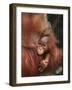 Orangutan and Baby-null-Framed Photographic Print