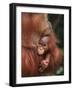 Orangutan and Baby-null-Framed Photographic Print