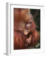 Orangutan and Baby-null-Framed Photographic Print