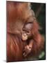 Orangutan and Baby-null-Mounted Photographic Print