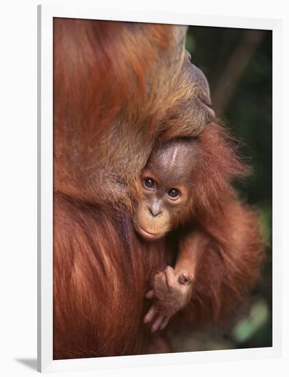 Orangutan and Baby-null-Framed Photographic Print