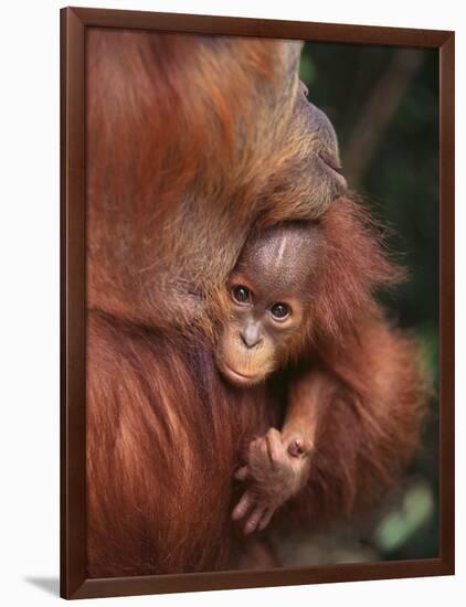 Orangutan and Baby-null-Framed Photographic Print