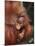 Orangutan and Baby-null-Mounted Photographic Print