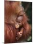 Orangutan and Baby-null-Mounted Photographic Print