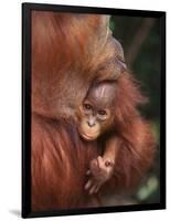 Orangutan and Baby-null-Framed Photographic Print