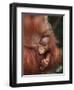 Orangutan and Baby-null-Framed Photographic Print