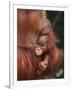 Orangutan and Baby-null-Framed Photographic Print