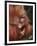 Orangutan and Baby-null-Framed Photographic Print