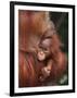 Orangutan and Baby-null-Framed Photographic Print