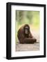 Orangutan and Baby-DLILLC-Framed Photographic Print