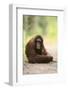 Orangutan and Baby-DLILLC-Framed Photographic Print