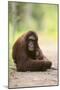 Orangutan and Baby-DLILLC-Mounted Photographic Print