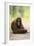 Orangutan and Baby-DLILLC-Framed Photographic Print