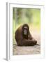 Orangutan and Baby-DLILLC-Framed Photographic Print