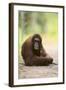 Orangutan and Baby-DLILLC-Framed Photographic Print