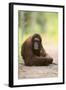 Orangutan and Baby-DLILLC-Framed Photographic Print