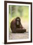 Orangutan and Baby-DLILLC-Framed Photographic Print