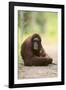 Orangutan and Baby-DLILLC-Framed Photographic Print