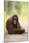 Orangutan and Baby-DLILLC-Mounted Photographic Print