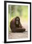 Orangutan and Baby-DLILLC-Framed Photographic Print