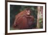 Orangutan and Baby-DLILLC-Framed Photographic Print