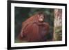 Orangutan and Baby-DLILLC-Framed Photographic Print