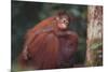 Orangutan and Baby-DLILLC-Mounted Photographic Print