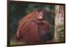 Orangutan and Baby-DLILLC-Framed Photographic Print