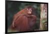 Orangutan and Baby-DLILLC-Framed Photographic Print