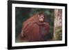 Orangutan and Baby-DLILLC-Framed Photographic Print