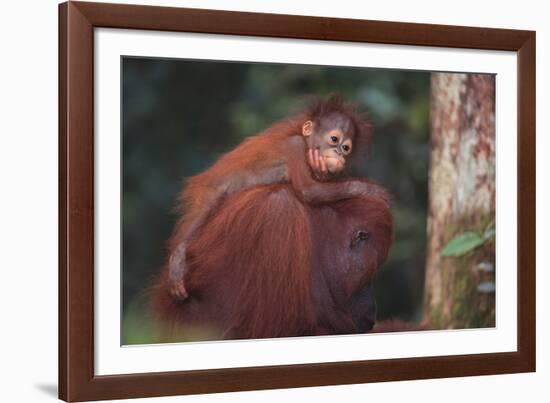 Orangutan and Baby-DLILLC-Framed Photographic Print