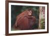 Orangutan and Baby-DLILLC-Framed Photographic Print