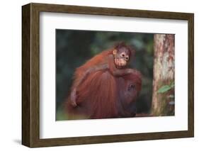 Orangutan and Baby-DLILLC-Framed Photographic Print