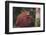 Orangutan and Baby-DLILLC-Framed Photographic Print