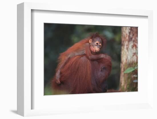 Orangutan and Baby-DLILLC-Framed Photographic Print