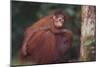 Orangutan and Baby-DLILLC-Mounted Photographic Print
