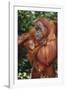 Orangutan and Baby-DLILLC-Framed Photographic Print