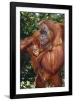 Orangutan and Baby-DLILLC-Framed Photographic Print