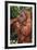 Orangutan and Baby-DLILLC-Framed Photographic Print