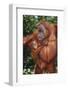 Orangutan and Baby-DLILLC-Framed Photographic Print