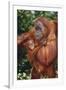 Orangutan and Baby-DLILLC-Framed Photographic Print