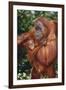 Orangutan and Baby-DLILLC-Framed Photographic Print