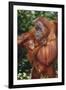 Orangutan and Baby-DLILLC-Framed Photographic Print