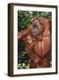 Orangutan and Baby-DLILLC-Framed Photographic Print