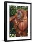 Orangutan and Baby-DLILLC-Framed Photographic Print